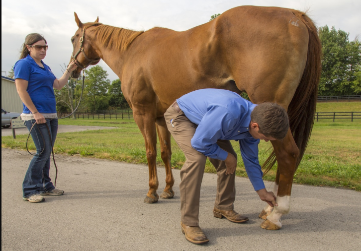 Common Injuries in Racehorses and Their Treatment