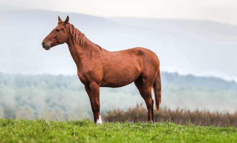 European Racing Heritage and Its Modern Evolution