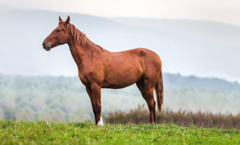 Common Myths About Horse Racing Debunked