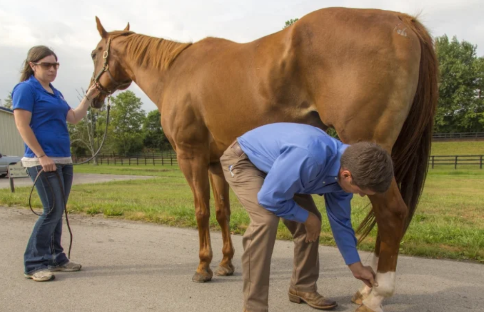 barthturf - barthturf burkina